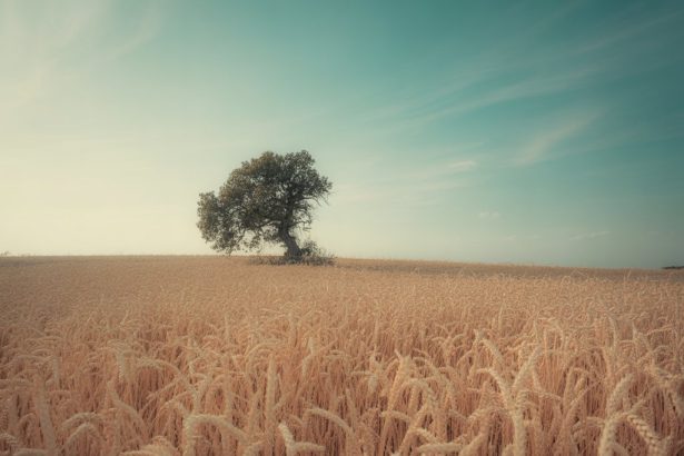 Exploring the Naked Field: Understanding Its Secrets and Significance